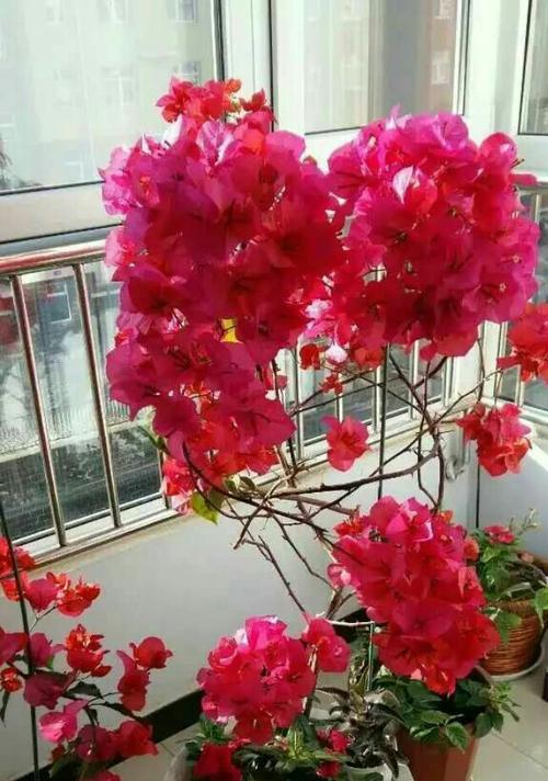 红色三角梅花绽放的三角恋（爱情的交织）