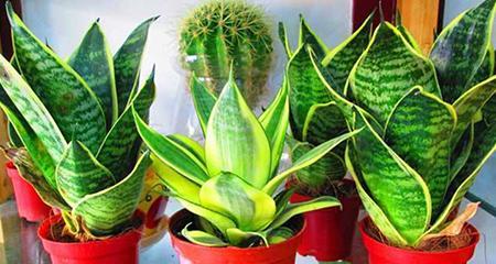 虎皮兰花的花语及养护方法（探索虎皮兰花的花语与养护技巧）