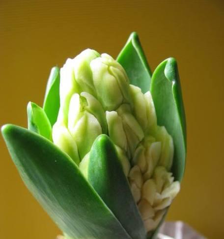 黄色风信子花语，传递阳光与希望（悦目明亮的花海）