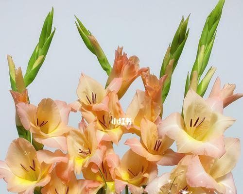 剑兰花语（剑兰花语探秘）