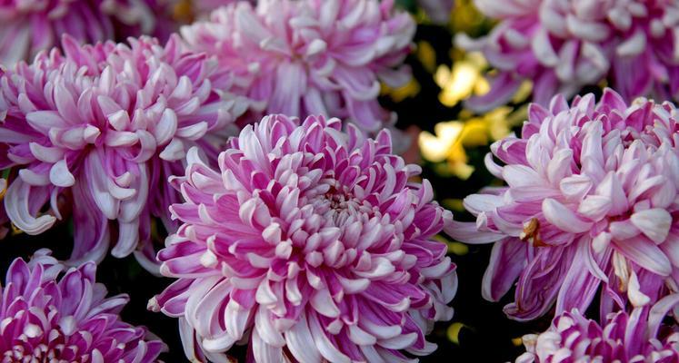 小雏菊花的花语及其意义（探寻小雏菊花的花语）