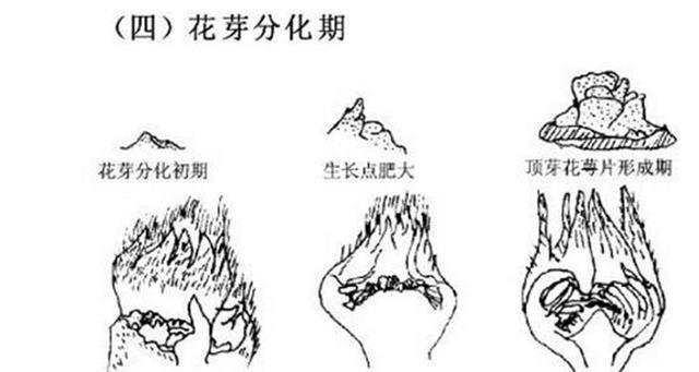 自花授粉的奇妙世界：草莓的自授特性