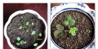 奶油草莓种子发芽时间的探究（探寻奶油草莓种子发芽的关键因素）