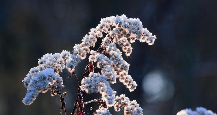 草坪能否在冬天幸免于寒（冬季草坪管理与保养）
