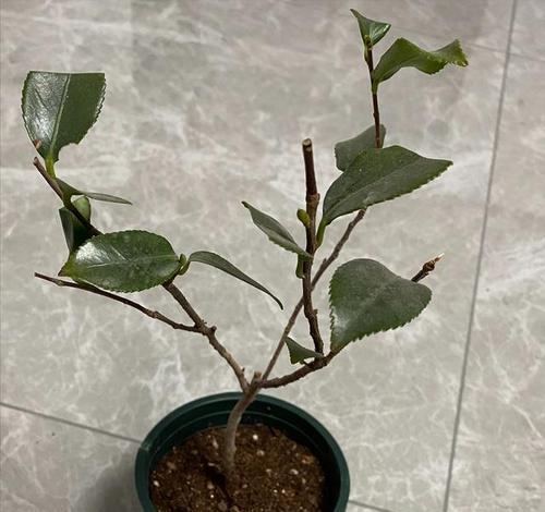 茶花插枝的生存之路（探究茶花插枝的活力与技巧）