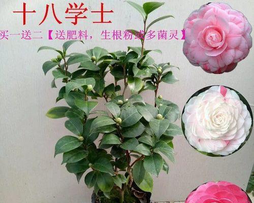 茶花的养护秘籍(用水养护茶花)