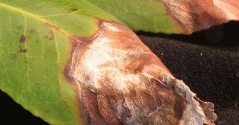 怎么处理茶花枯枝（茶花枯枝处理方法与注意事项）