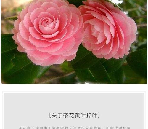 茶花女月季——一种藤本还是灌木（探讨茶花女月季的生长特点和分类）