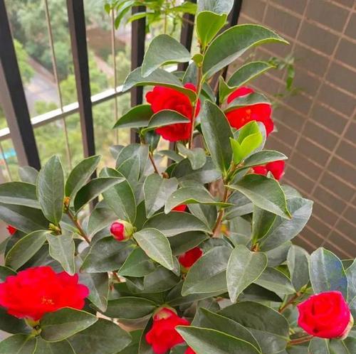 茶花室内外养护指南（茶花适合在室内还是室外）