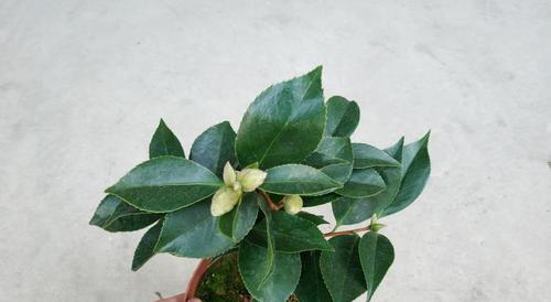 冬天移栽茶花树，你需要知道的注意事项（冬天移栽茶花树）