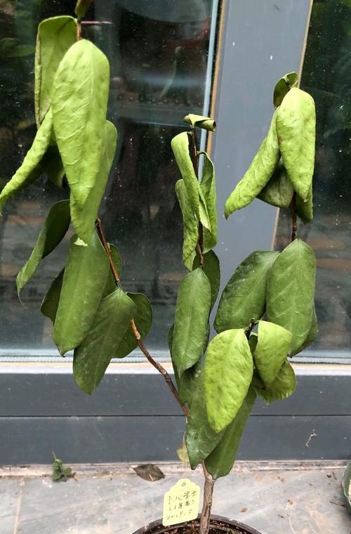 茶花树枯枝处理方法（如何有效解决茶花树枯枝问题）