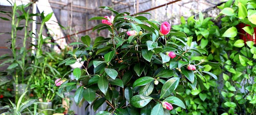 如何让茶花树生长茁壮（茶花树的种植）