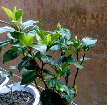 茶花修剪指南(打顶开花更多的技巧与注意事项)