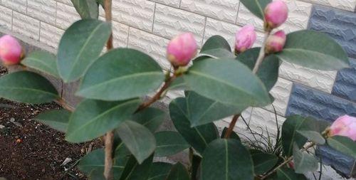 解决茶花叶子发黑问题（怎样预防和治疗茶花叶子发黑）