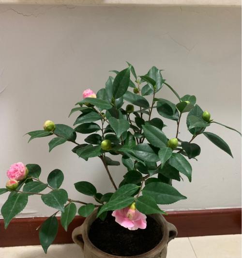 茶花种植(分析茶花生长需求)