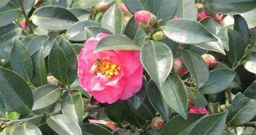 茶梅果实的功效与作用（解毒养颜、降脂减肥、抗癌抑菌）