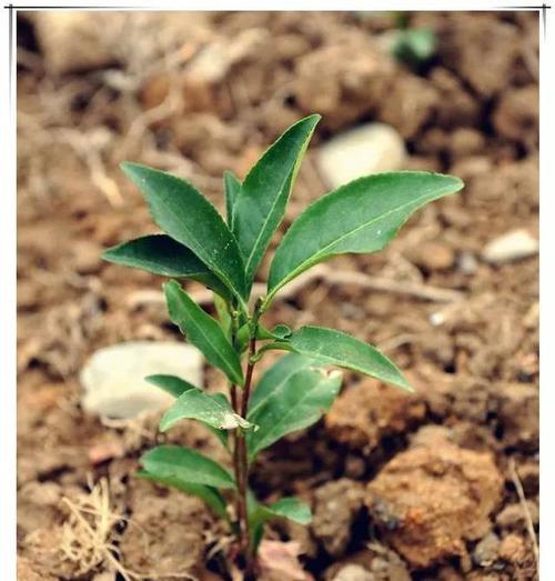 院子里的茶树种植（品茗与收获/自然与健康/家庭绿化/茶香四溢）
