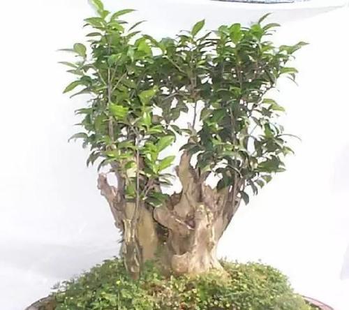 如何正确修剪茶树盆栽（茶树盆栽修剪方法详解）