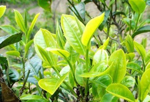 茶树是乔木还是灌木(茶叶产业的灵魂——茶树植物特性)