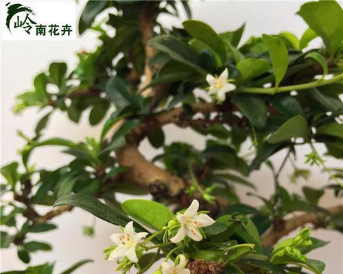 室内养茶树的全面指南（掌握关键技巧）