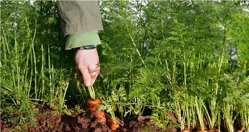 胡萝卜的种植和护理技巧（如何在家庭菜园里种植出健康营养的胡萝卜）