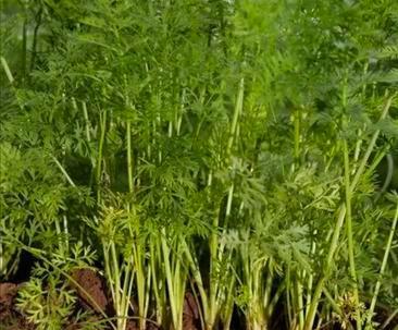 胡萝卜亩产量多少斤（胡萝卜种植技巧与产量提升）