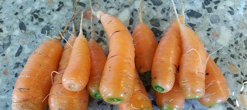 胡萝卜究竟是什么（探究胡萝卜的根茎性质）