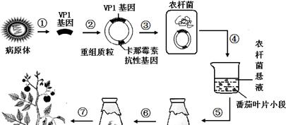 胡萝卜种子催芽方法详解（浸泡催芽和砂土催芽的步骤和技巧）