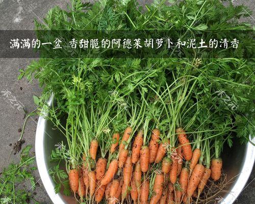 胡萝卜种子催芽方法大全（如何让胡萝卜种子快速发芽）