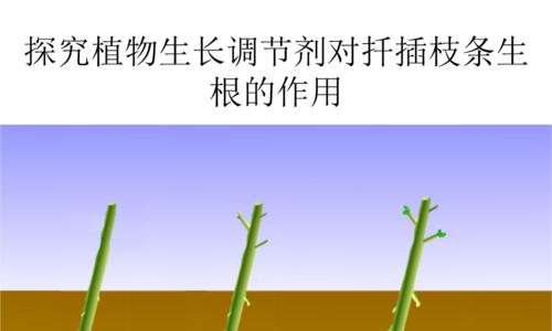 胡萝卜种子催芽方法大全（如何让胡萝卜种子快速发芽）