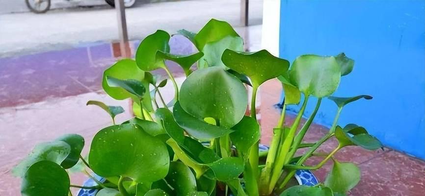 如何科学浇水养葫芦（掌握浇水频率）