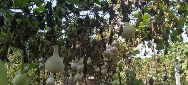文玩葫芦的种植与养护（挑选适宜的月份）