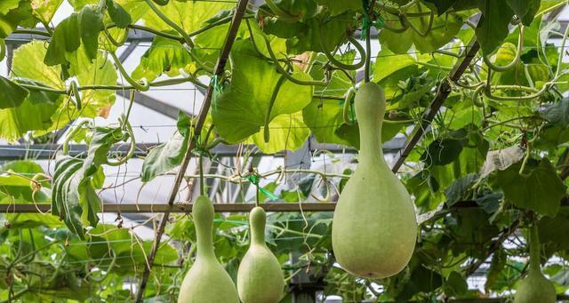 文玩葫芦的种植与养护（挑选适宜的月份）