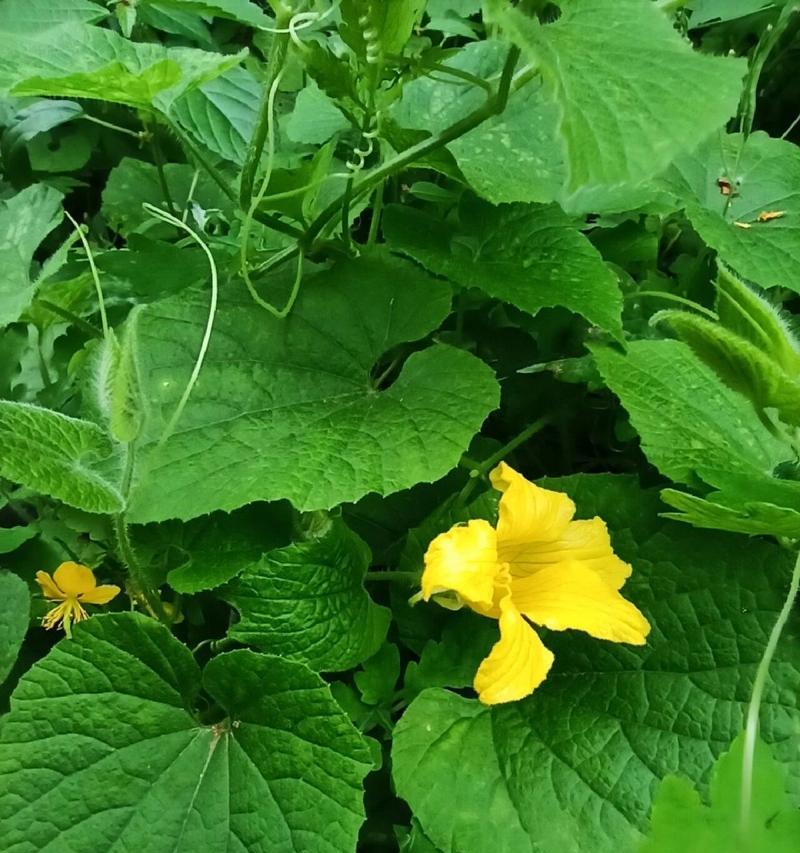 探究葫芦科植物的特点与应用（探究葫芦科植物的特点与应用）