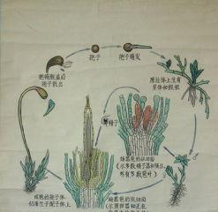 葫芦藓的分类和特点（葫芦藓是被子植物吗）
