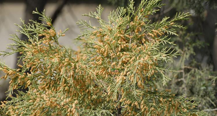 葫芦藓是否为裸子植物？——植物分类学的奥秘