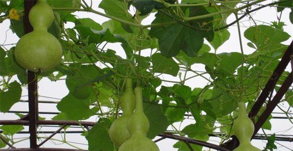 葫芦种植详解（时间、方法、技巧一网打尽）
