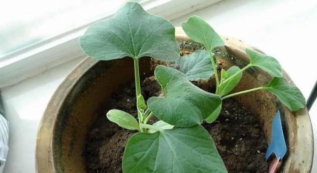 葫芦种子发芽的时间（探究葫芦种子发芽的过程及关键因素）
