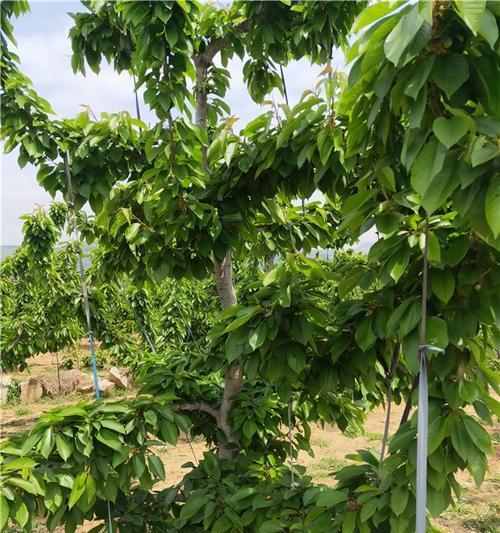 湖南郴州种樱桃，走进湘南美丽乡村（樱桃树的种植方法）