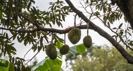 湖南种榴莲可行性分析（探寻湖南地区适合种植榴莲的条件与原因）