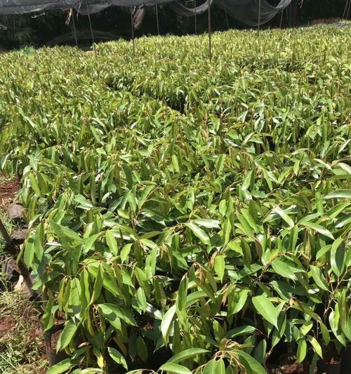 湖南种榴莲可行性分析（探寻湖南地区适合种植榴莲的条件与原因）