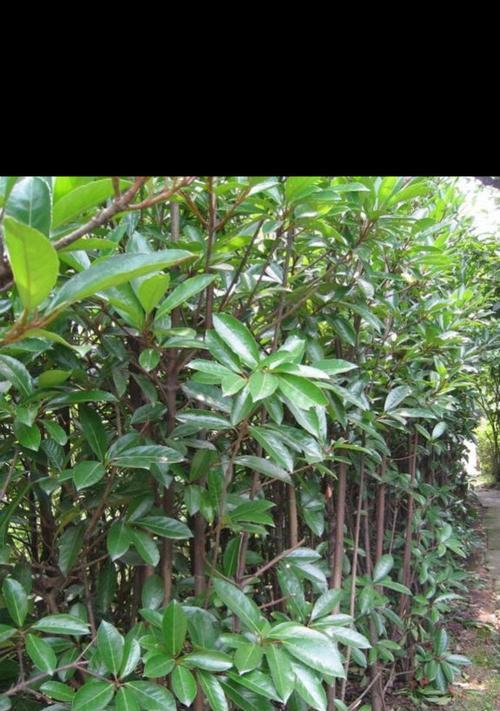 湖南适宜种植的主要树种(探究湖南地区各类树种的特点及适应性)