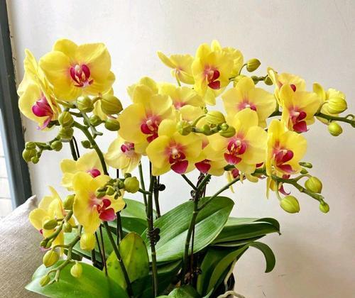 蝴蝶兰能否冬天开花（寻找蝴蝶兰开花的秘密）