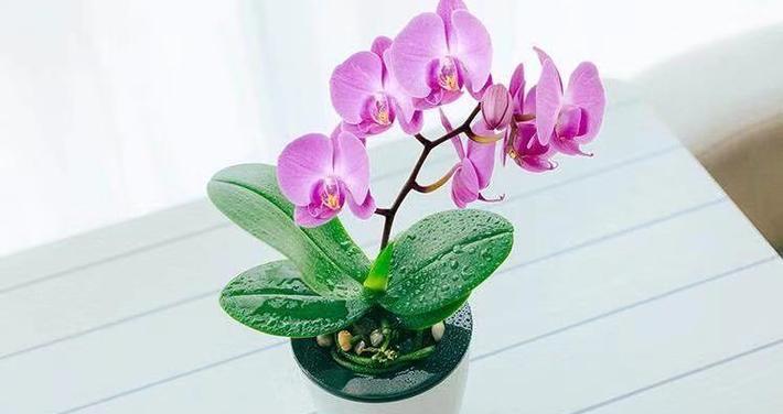 如何养护蝴蝶兰花（注意事项及养殖技巧）