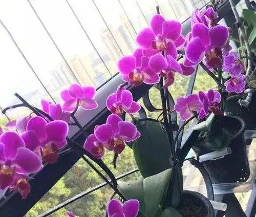蝴蝶兰的开花特点与季节（细说蝴蝶兰的开花规律和美丽之处）