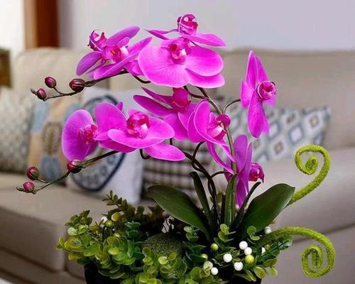 揭秘蝴蝶兰耐阴的神秘面纱（从光照、水分到养护）