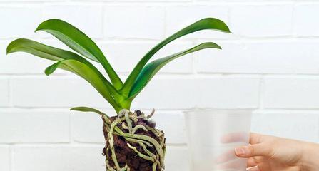 蝴蝶兰种植与配土方法（选择合适的土壤）
