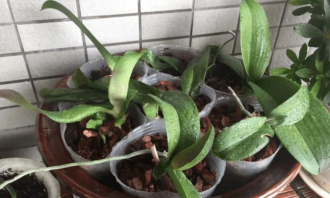 蝴蝶兰种植与配土方法（选择合适的土壤）