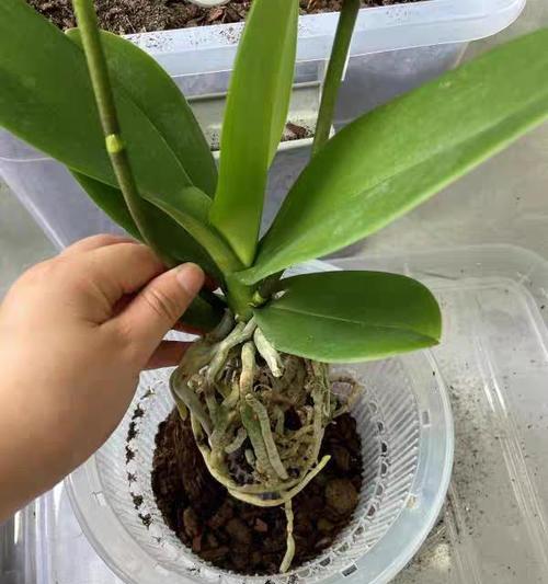 蝴蝶兰种植与配土方法（选择合适的土壤）