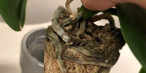 蝴蝶兰软腐病治疗方法（如何用药防治蝴蝶兰软腐病）